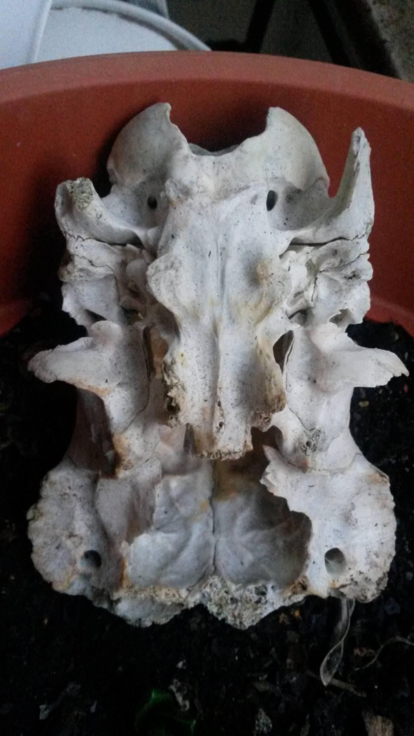 cranio in comune di Fiumicino - Roma